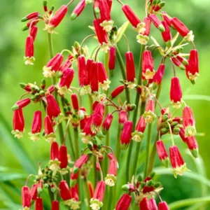 Feuerwerksblume - Dichelostemma - kaufen bestellen