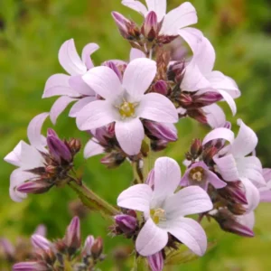 Doldenglockenblume Loddon Anne