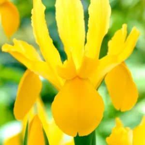 Iris Golden Harvest Schwertlilien