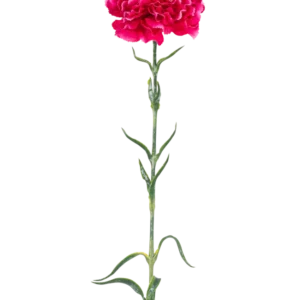 Die künstliche Blumennelke 69 cm in kräftigem Rosa besteht aus einer einzelnen leuchtend rosa Nelke mit Rüschen in den Blütenblättern, einem langen grünen Stiel und schlanken Blättern vor einem schlichten weißen Hintergrund.