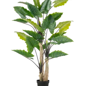 Die Kunstpflanze Alocasia 240 cm ist eine hohe Kunstpflanze mit großen grünen Blättern und mehreren Stielen in einem schwarzen Topf vor einem schlichten weißen Hintergrund.