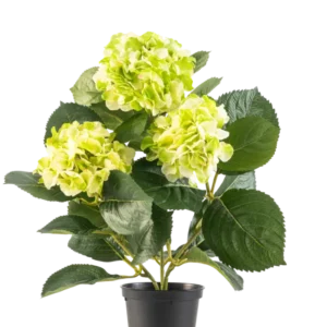 Die künstliche Hortensie Grün UV 35 cm hat drei Büschel hellgelbgrüner Blüten und große tiefgrüne Blätter, alle in einem Topf vor einem weißen Hintergrund.