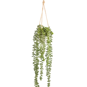 Die künstliche Senecio-Hängepflanze im Topf 55 cm hat lange grüne Hängestiele mit runden Blättern und hängt in einem weißen Topf an einem hellbraunen Seil, perfekt, um jedem Raum mehr Grün zu verleihen.