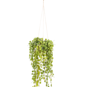 Die künstliche Hängepflanze Sukkulente 53 cm im Topf hat runde grüne Blätter, die aus einem Hängetopf hervorragen und von dünnen braunen Schnüren vor einem schlichten weißen Hintergrund gehalten werden.