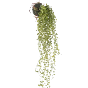 Die künstliche Hängepflanze Sukkulente Kugel 58 cm hat eine grüne Sukkulente mit kleinen runden Blättern, die an einer moosbedeckten Bodenkugel vor einem schlichten weißen Hintergrund hängt.