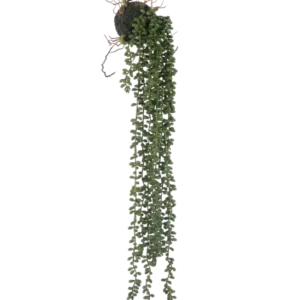 Die künstliche Hängepflanze Senecio Kugel 58 cm hat lange, gewundene grüne Ranken mit kleinen runden Blättern, die an einer Mooskugel vor weißem Hintergrund hängen.