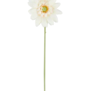 Die künstliche Blume Mini Gerbera 47 cm creme ist eine einzelne künstliche Blume in einem cremeweißen Farbton mit geschichteten Blütenblättern und einem grünen Herzen, die an einem langen, geraden grünen Stiel befestigt ist und vor einem schlichten weißen Hintergrund präsentiert wird.