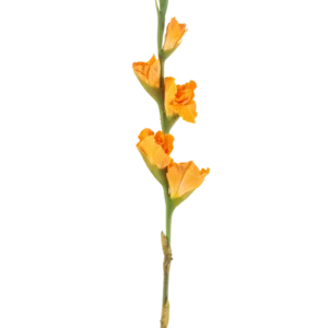 Die Kunstblume Gladiole 83 cm orange hat einen langen grünen Stiel mit mehreren orangefarbenen Gladiolenblüten auf weißem Hintergrund.
