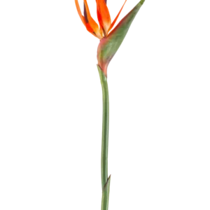 Die künstliche Blume Paradiesvogel 99 cm Koralle ist eine künstliche Blume mit spitzen Blütenblättern und einem grünen Stiel, dargestellt vor einem weißen Hintergrund.