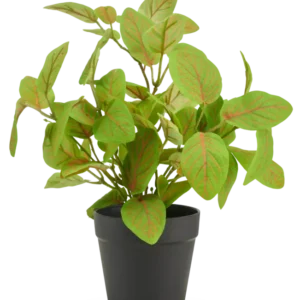 Künstliche Fittonia im Topf 25 cm UV