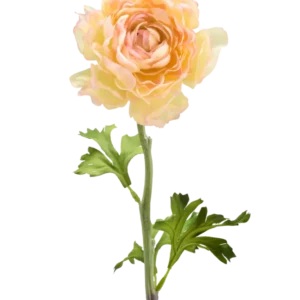 Die künstliche Ranunkelblume 51 cm in Lachsrosa besteht aus einer einzelnen künstlichen Ranunkelblume in sanften Lachsrosatönen mit geschichteten Blütenblättern und grünen Blättern an einem langen Stiel vor einem weißen Hintergrund.