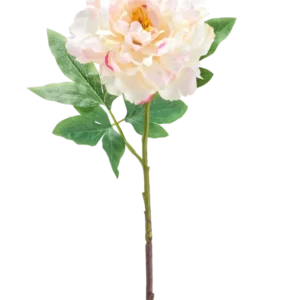 Die künstliche Pfingstrose 61 cm creme ist eine einzelne künstliche hellrosa und cremefarbene Pfingstrose mit grünen Blättern und einem langen Stiel, abgebildet vor einem weißen Hintergrund.