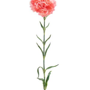 Die künstliche Blumennelke 68 cm lachsrosa ist eine einzelne künstliche Nelke mit Rüschen aus lachsrosa Blütenblättern, einem langen grünen Stiel und mehreren grünen Blättern, isoliert auf weißem Hintergrund.