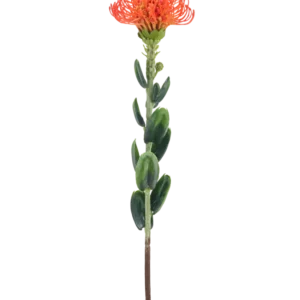 Eine einzelne künstliche Blume Mini Protea 61 cm orange mit einer zarten orangefarbenen Blüte und grünen Blättern vor einem schlichten weißen Hintergrund.