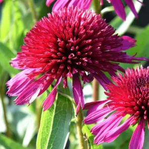 Kaufen Echinacea Blueberry Cheesecake (Sonnenhüte)
