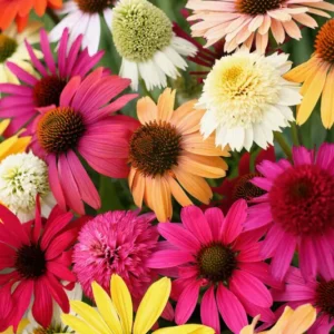 Everblooming Coneflower Mischung