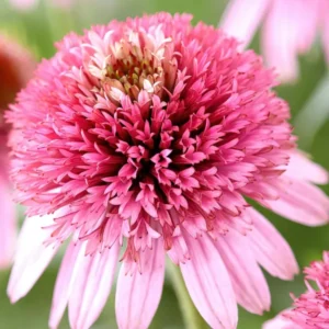 Echinacea Butterfly Kisses (Sonnenhüte)