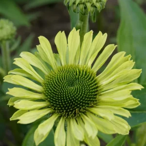 Echinacea Green Jewel (Sonnenhüte) | DutchGrown™
