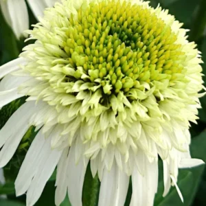 Echinacea Honeydew (Sonnenhüte)