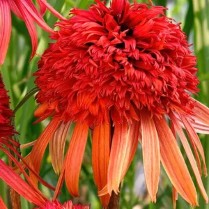 Echinacea Irresistible (Sonnenhüte)