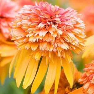 Kaufen Echinacea Marmalade (Sonnenhüte)