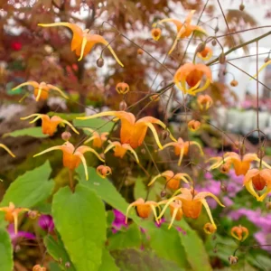 Epimedium Amber Queen - Elfenblume