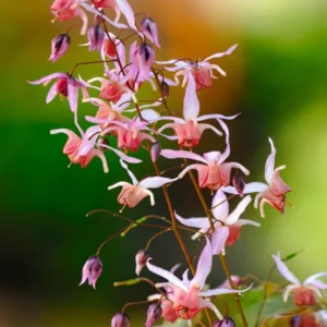 Epimedium Pink Elf Elfenblume