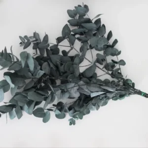 Eukalyptus Cenerea grün-blau konserviert