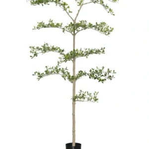 Buchida Bucera Shady Lady Baum Kunstpflanze L 180cm - Finestgreen