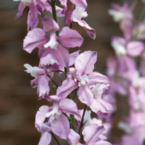 Feldrittersporn "Fancy Belladonna"