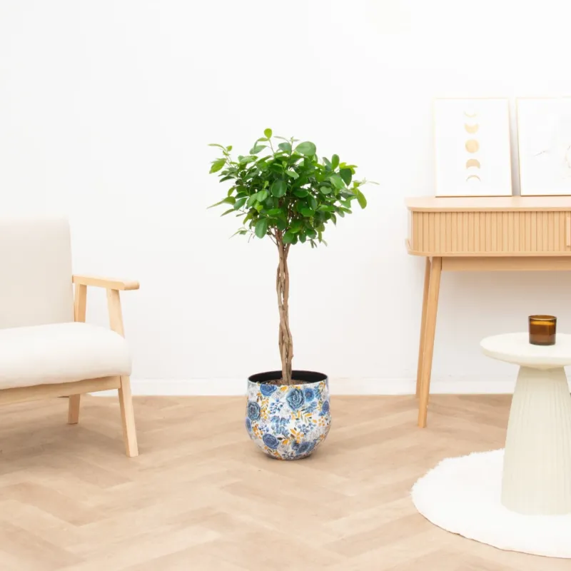 Ficus Moclame gevlochten stam - 100 cm