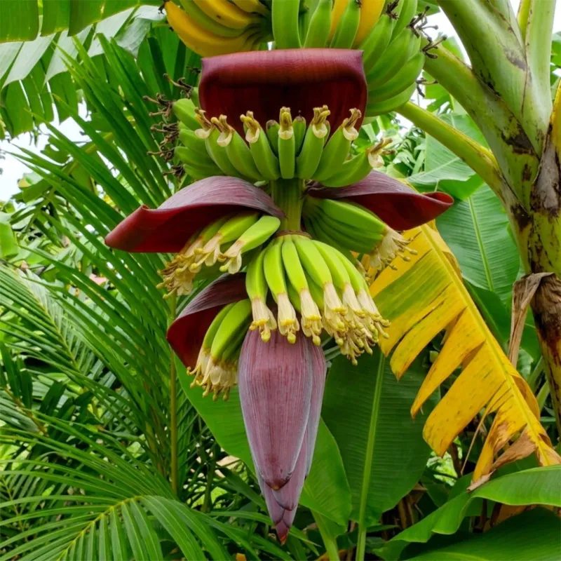 Fleur de bananier parfum gourmand de Grasse pour bougies fondants et diffuseurs