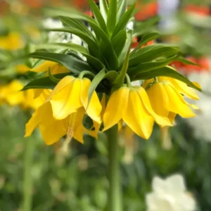 Fritillaria imperialis 'Maxima Lutea' - Die gelbe Kaiserkrone