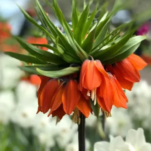 Kaiserkrone (Fritillaria Imperialis Rubra Maxima)