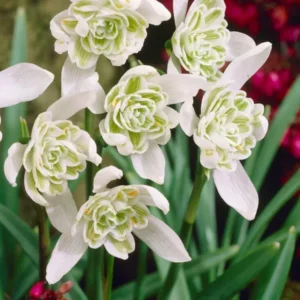 Galanthus Nivalis Flore Pleno (Schneeglöckchen)