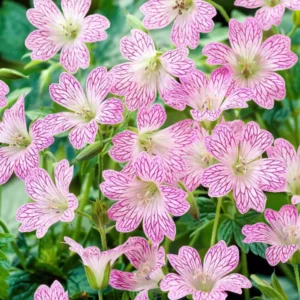 Geranie Versicolor (Storchschnabel) kaufen | DutchGrown™