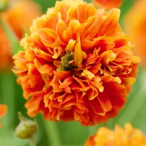 Geum Orange Pumpkin