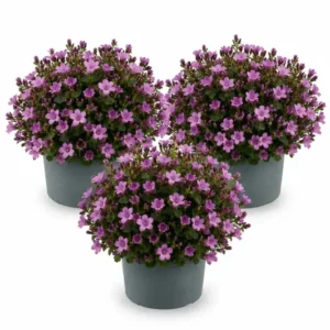 Glockenblume Campanula Ambella Pink – 3er-Set - Finestgreen