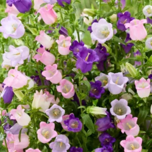 Glockenblume Mix Campanula