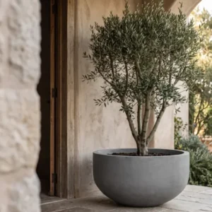 Grosse XXL-Pflanzschale City Bowl Grau aus Fiberstone mit Olivenbaum bepflanzt