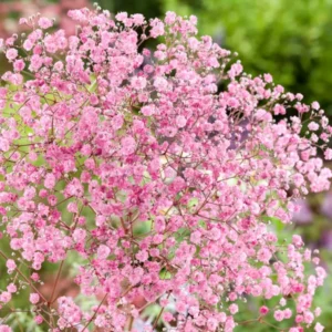 Kaufen Gypsophila paniculata Rose (Gipskräuter)