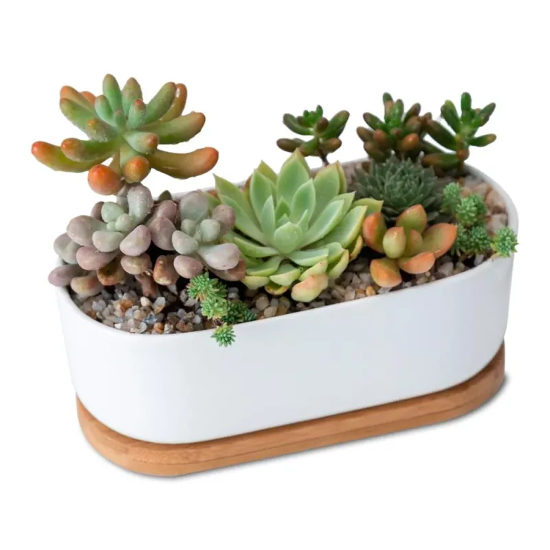 Sukkulententopf oval, weiß, Ø 16cm, mit Bambusuntersetzer und Drainageloch -KAKTOS