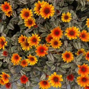 Heliopsis Orange Marble (Süßes Glattes Sonnenauge)