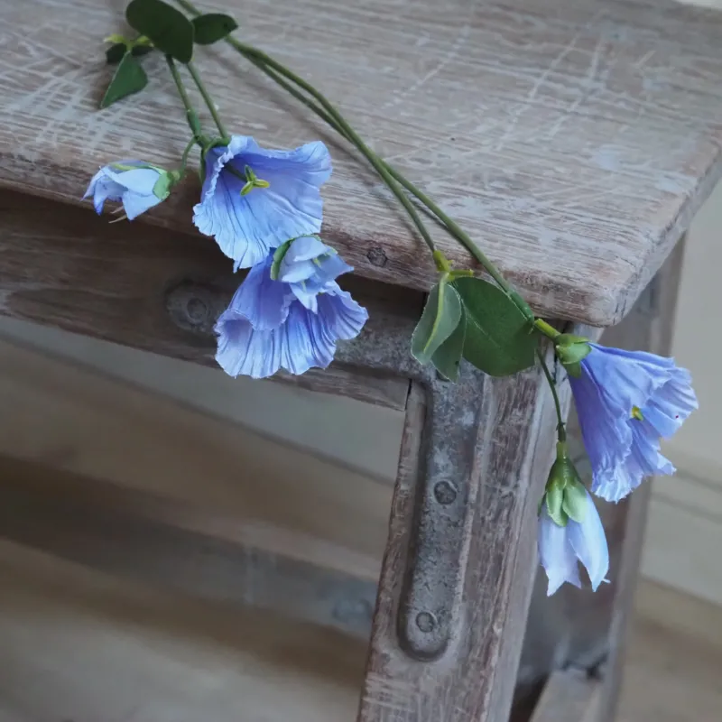 Glockenblume Hellblau · Campanula Stiel mit Glockenblüten in Lavendelblau 60 cm