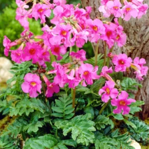 Incarvillea Delavayi Garten-Gloxinie - Freiland-Gloxinie