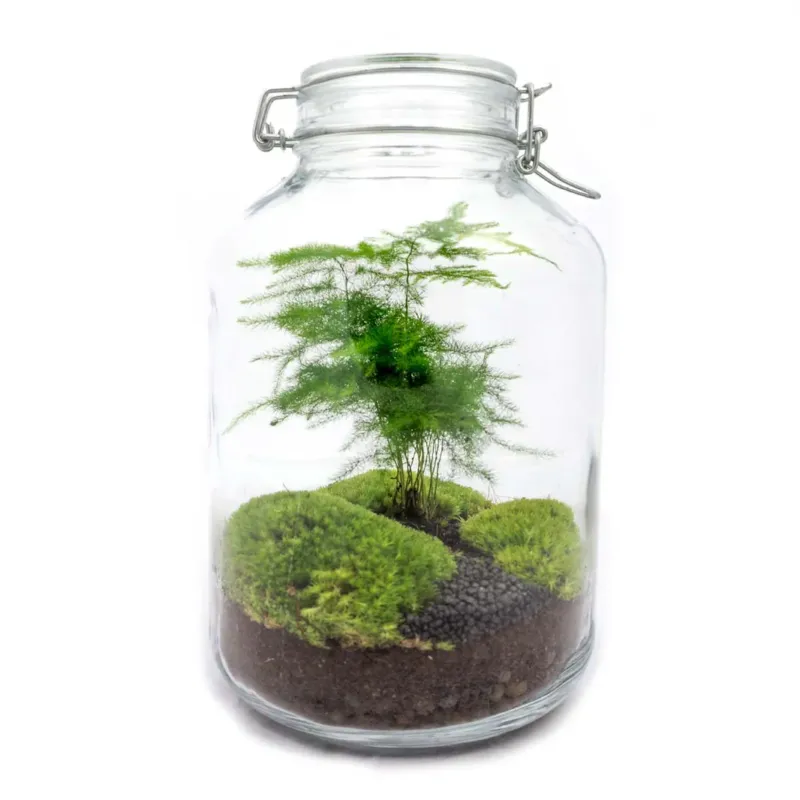 Jar Asparagus - Terrarium - Bottle garden DIY kit - Ø 18 cm ↑ 28 cm