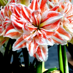 Amaryllis 'Dancing Queen'® online kaufen