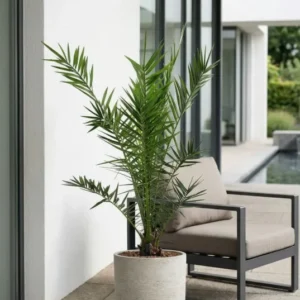 Kanarische Dattelpalme kaufen — Phoenix canariensis als Kübelpflanze, 100 cm