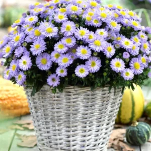 Kissen-Aster Lady in Blue