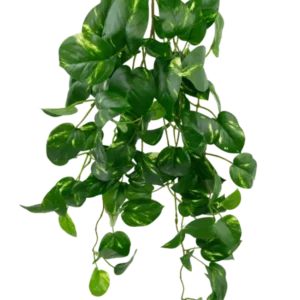 Die künstliche hängende Goldrebe 60 cm UV ist eine künstliche hängende Pothos-Pflanze mit herzförmigen grünen Blättern und gelben Obertönen, die vor einem schlichten weißen Hintergrund herabhängt.